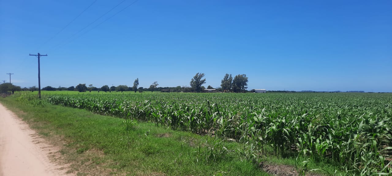 EN VENTA 45 Ha. AGRICOLA - LOZADA - SANTA MARIA - CORDOBA