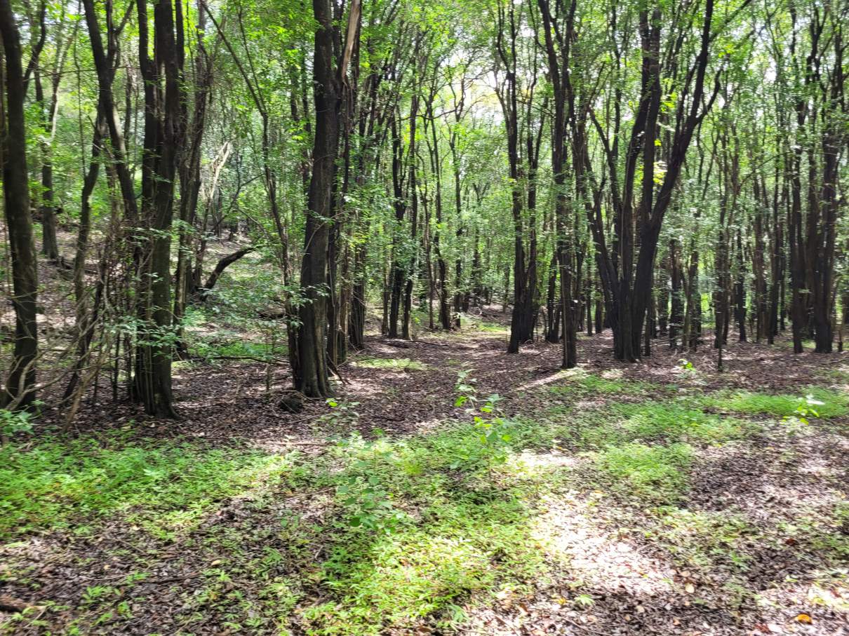 Campo en Venta 47999 m² en Camino Al Cuadrado Rio Ceballos