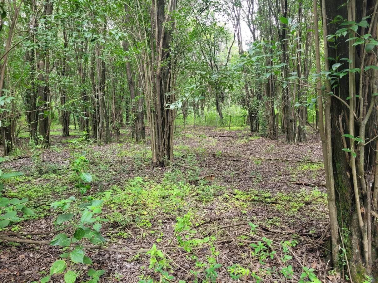 Campo en Venta 47999 m² en Camino Al Cuadrado Rio Ceballos