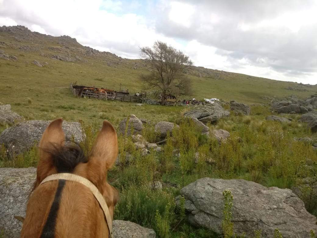 VENTA EXCELENTE CAMPO-PARAJE LOS PIQUILLINES-LAS MANZANAS-DPTO DE ISCHILÍN