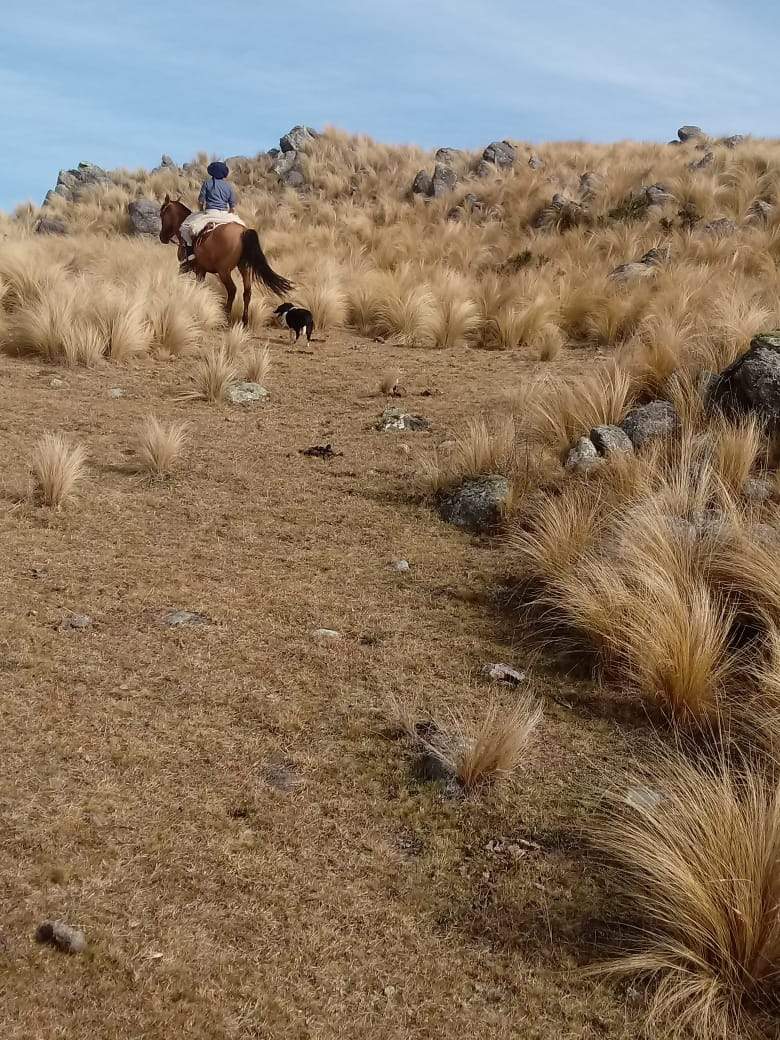 VENTA EXCELENTE CAMPO-PARAJE LOS PIQUILLINES-LAS MANZANAS-DPTO DE ISCHILÍN