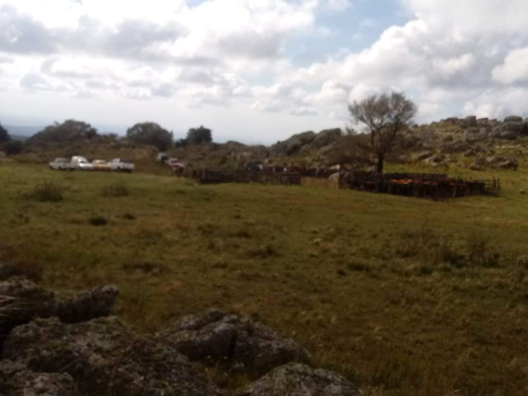 VENTA EXCELENTE CAMPO-PARAJE LOS PIQUILLINES-LAS MANZANAS-DPTO DE ISCHILÍN