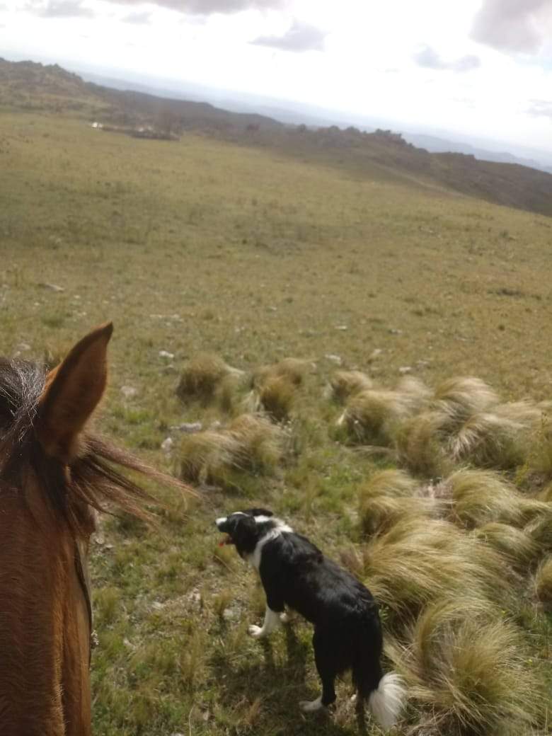 VENTA EXCELENTE CAMPO-PARAJE LOS PIQUILLINES-LAS MANZANAS-DPTO DE ISCHILÍN