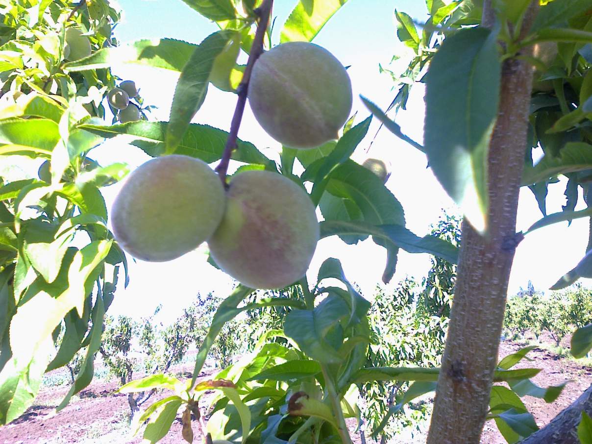COLONIA CAROYA VENDO CAMPO C-TRABAJO