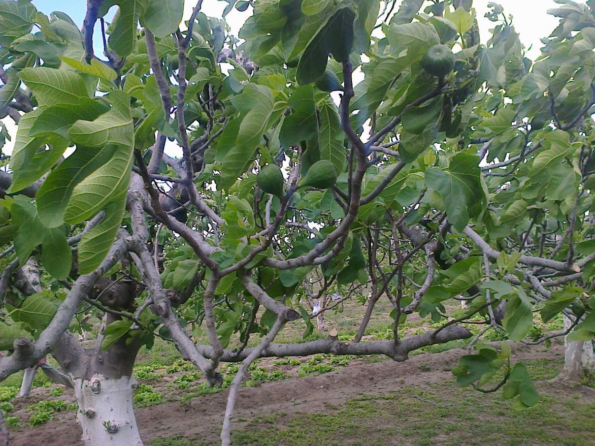 COLONIA CAROYA VENDO CAMPO C-TRABAJO