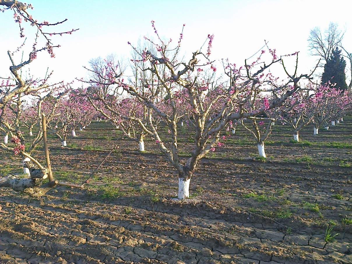 COLONIA CAROYA VENDO CAMPO C-TRABAJO