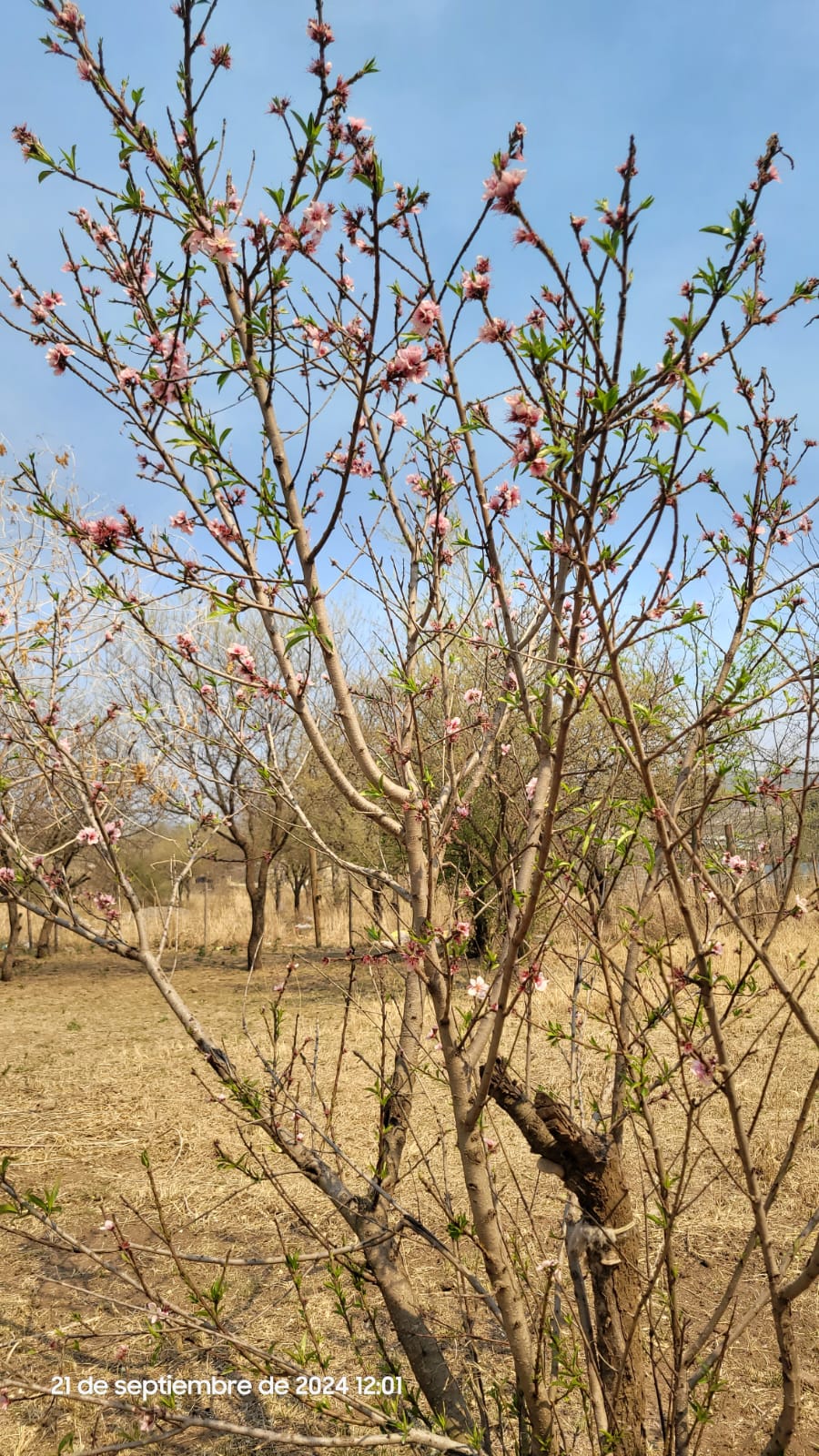 SE VENDE CASA CON DOS TERRENOS EN VILLA CUMBRE AZUL COSQUIN