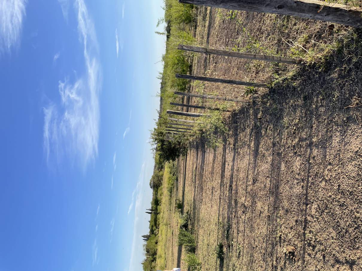 Terreno La Graja Los Molles