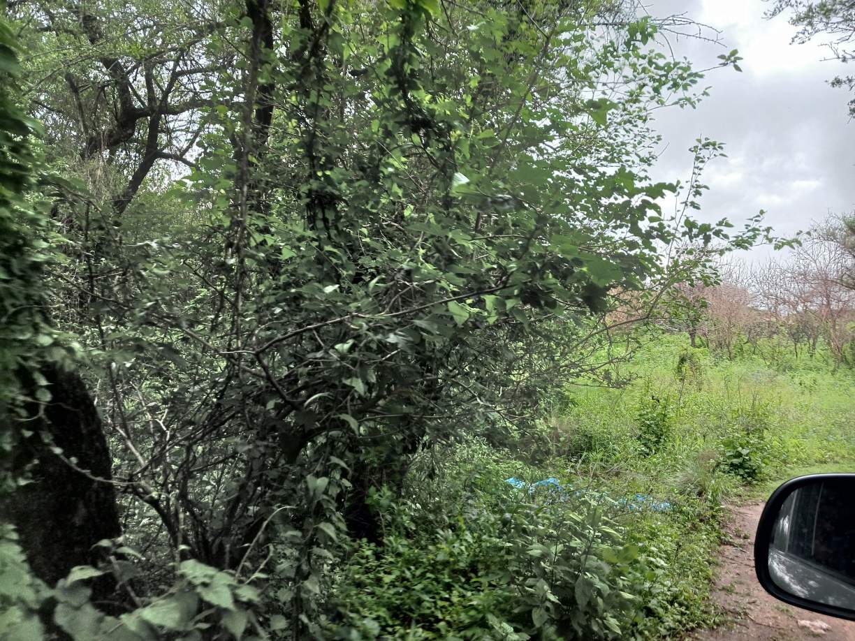 14 HECTAREAS CABALANGO