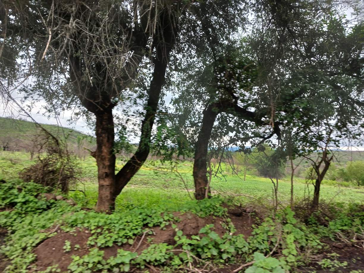 14 HECTAREAS CABALANGO