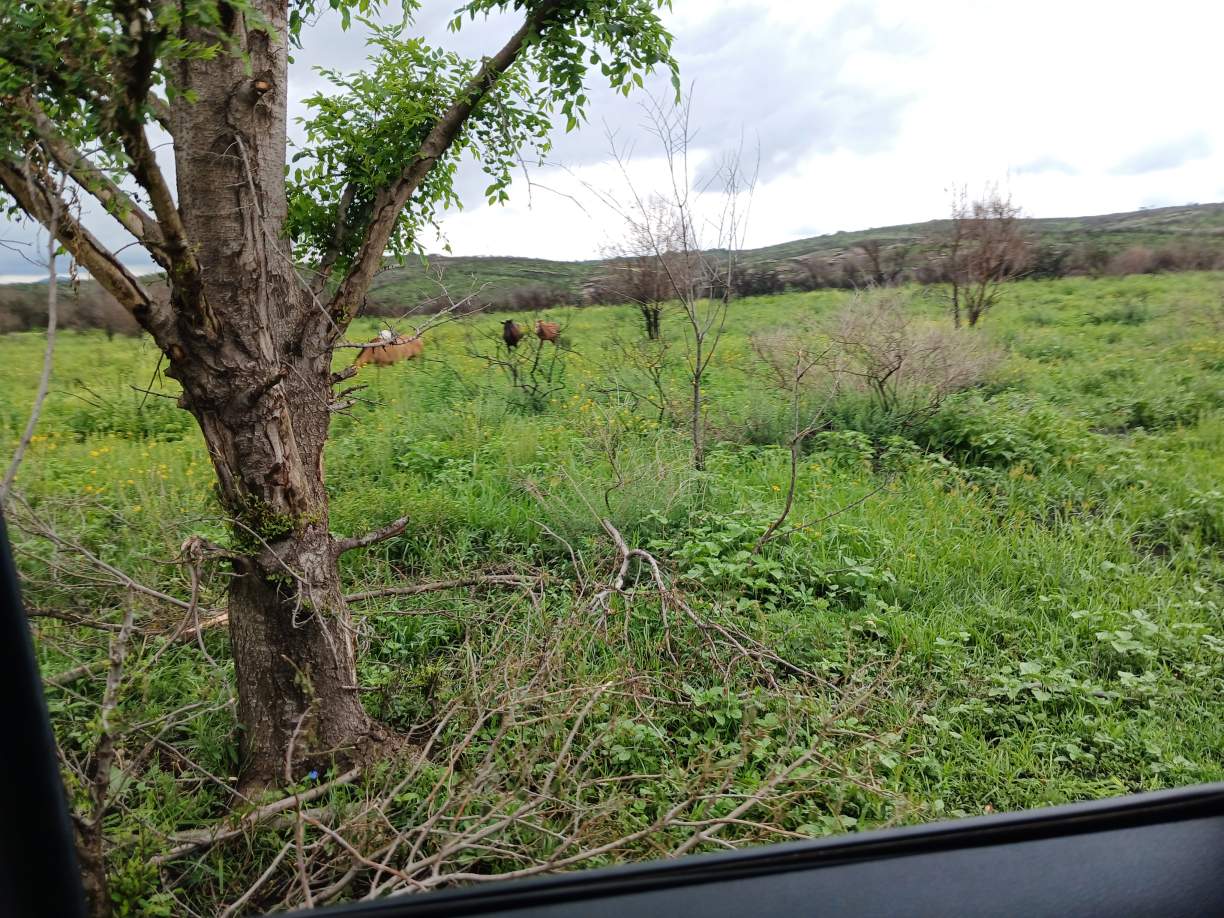 14 HECTAREAS CABALANGO