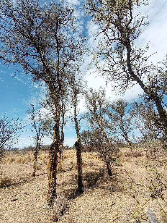 TERRENOS DE 1.000M2 EN PANAHOLMA