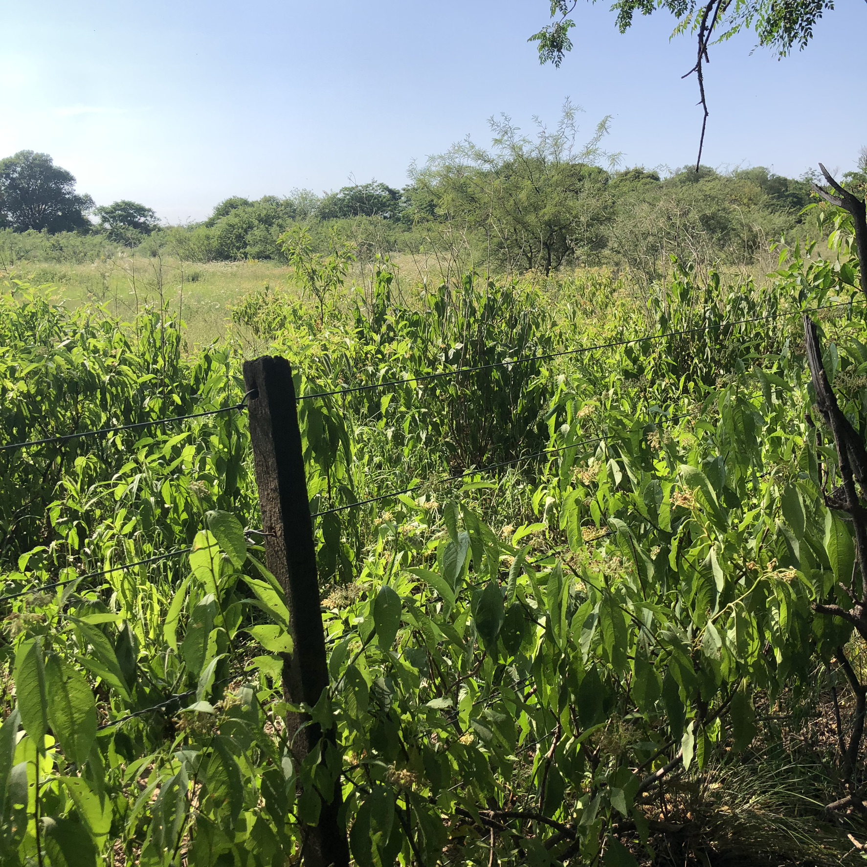 TERRENO EN VENTA DE 10.000 M2 EN B SAN RAMON , ZONA VILLA ESQUIU