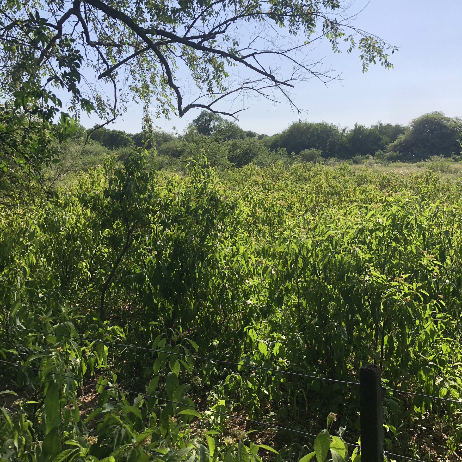 TERRENO EN VENTA DE 10.000 M2 EN B SAN RAMON , ZONA VILLA ESQUIU