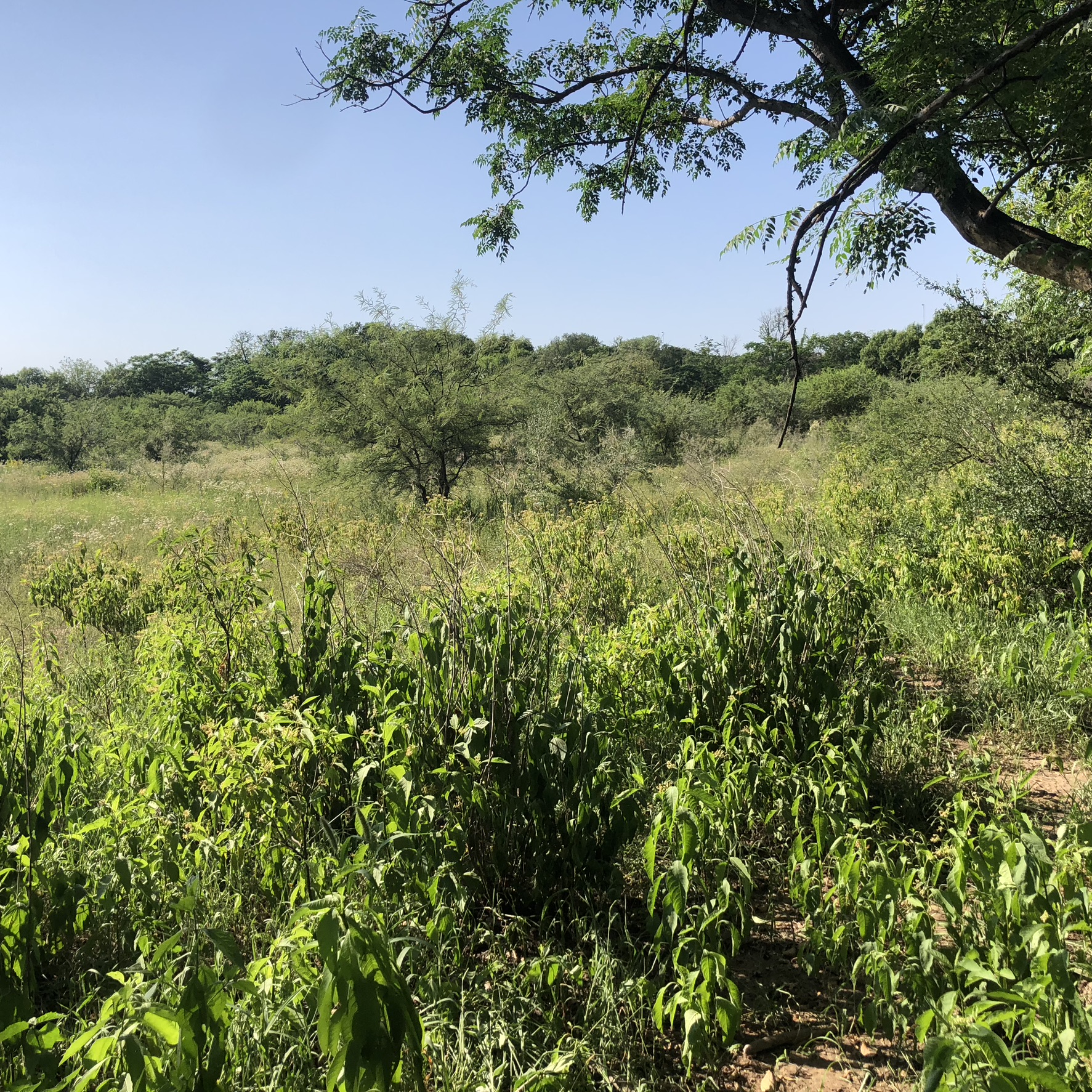 TERRENO EN VENTA DE 10.000 M2 EN B SAN RAMON , ZONA VILLA ESQUIU