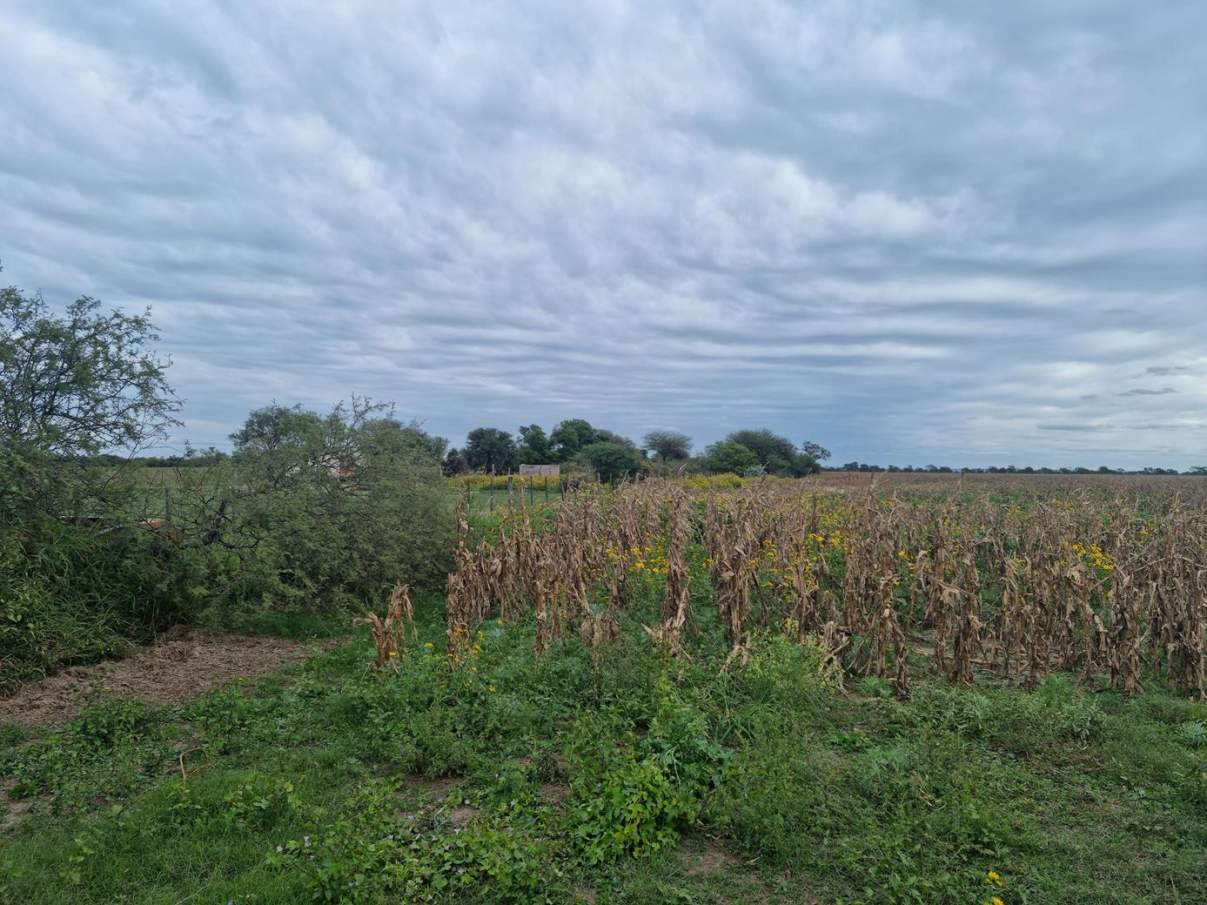 Sebastian El Cano - Importante Fraccion de Campo