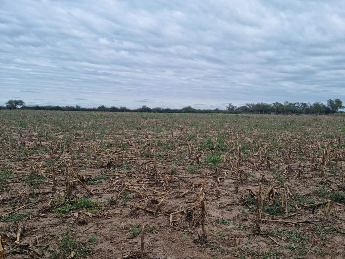 Sebastian El Cano - Importante Fraccion de Campo
