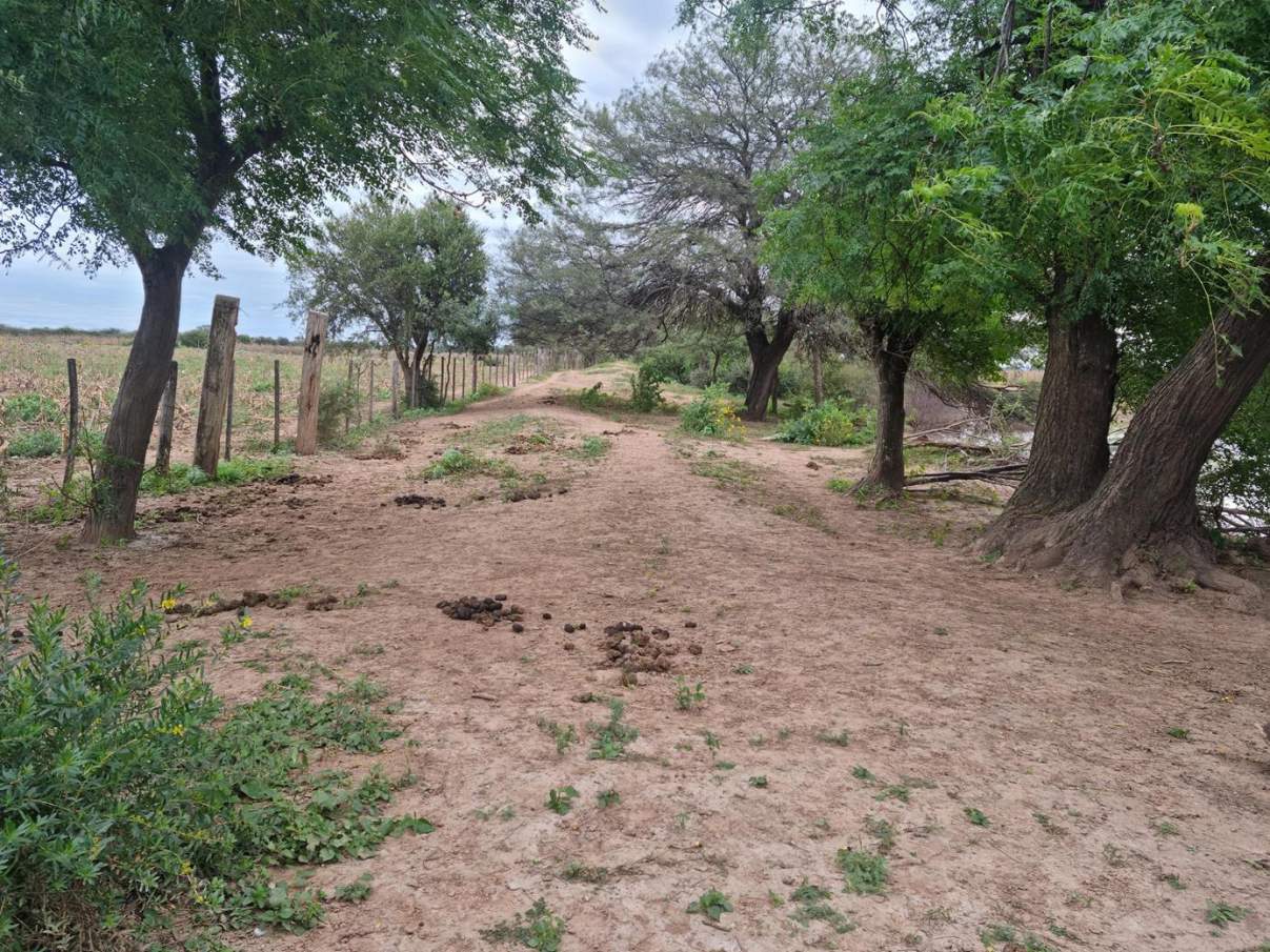 Sebastian El Cano - Importante Fraccion de Campo