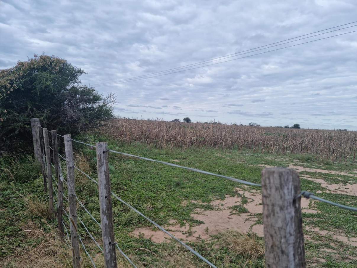 Sebastian El Cano - Importante Fraccion de Campo