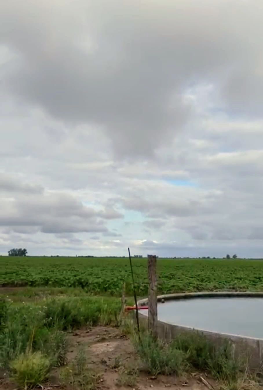 CAMPO ALICIA