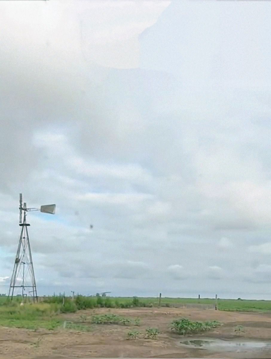 CAMPO ALICIA