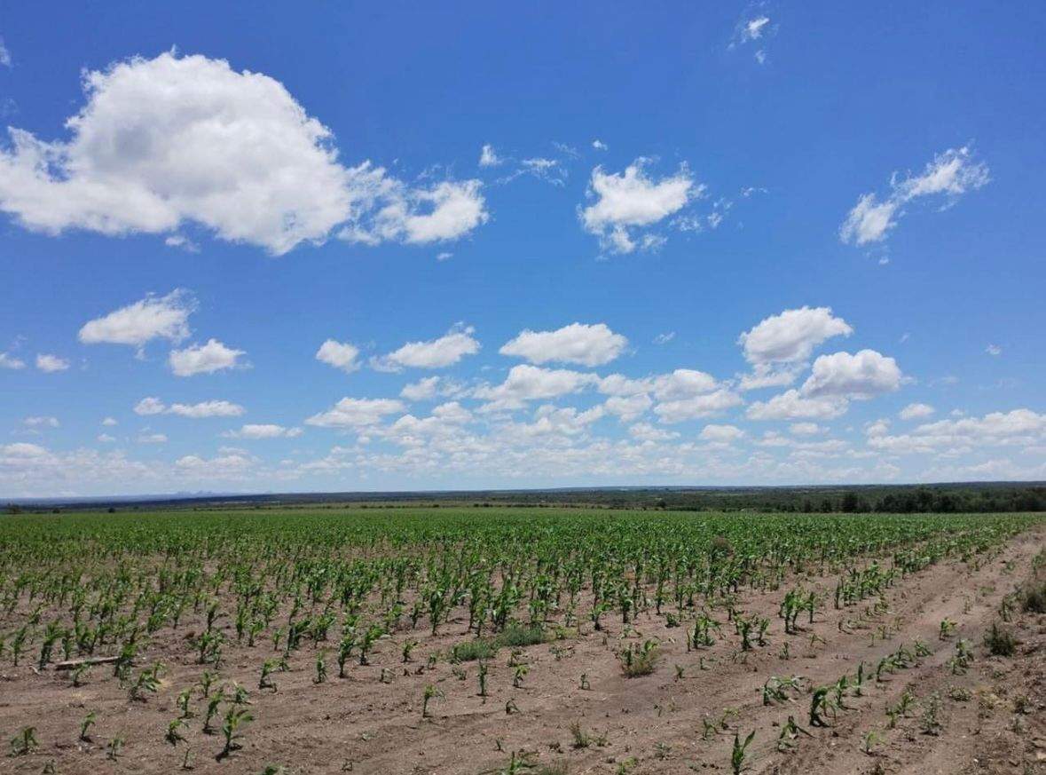 PRECIO NUEVO - CAMPO en RENCA PCIA DE SAN LUIS