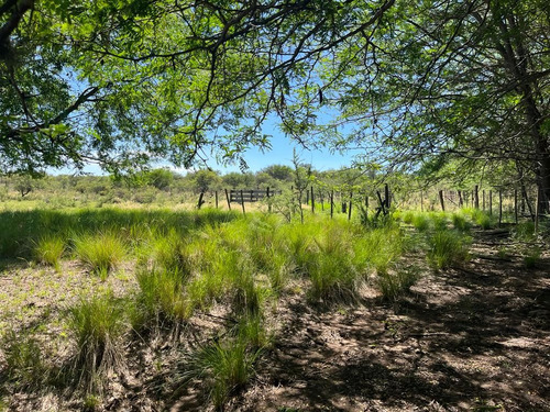 Venta Campo Villa Quillinzo (40ha)