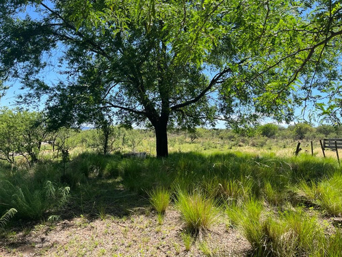 Venta Campo Villa Quillinzo (40ha)