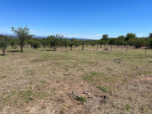 Venta Campo Villa Quillinzo (40ha)