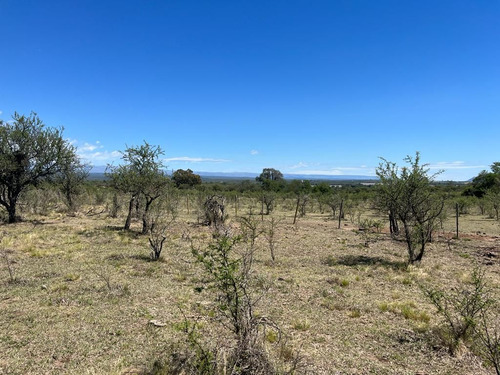 Venta Campo Villa Quillinzo (40ha)