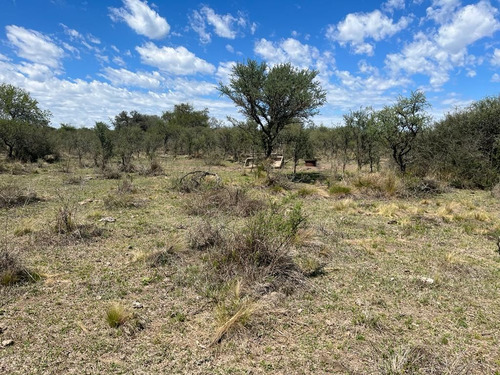 Venta Campo Villa Quillinzo (40ha)