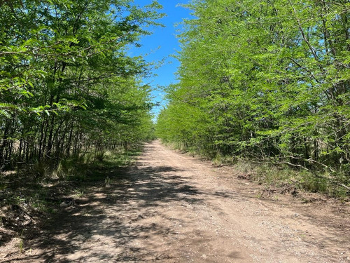 Venta Campo Villa Quillinzo (40ha)