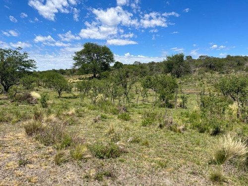 Venta Campo Villa Quillinzo (40ha)