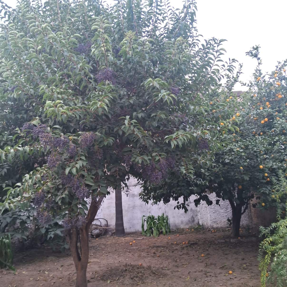 Casa de 2 dorm  Dpto en planta alta en Venta B Alberdi