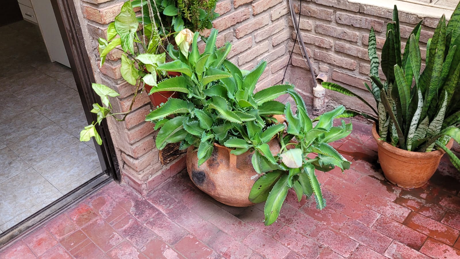 Departamento Amoblado en Alquiler Temporario   Un Dormitorio Patio  Centro de Córdoba