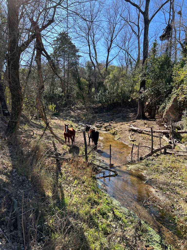 VENTA DE TERRENO DE 57 HECTAREAS EN ASCOCHINGA