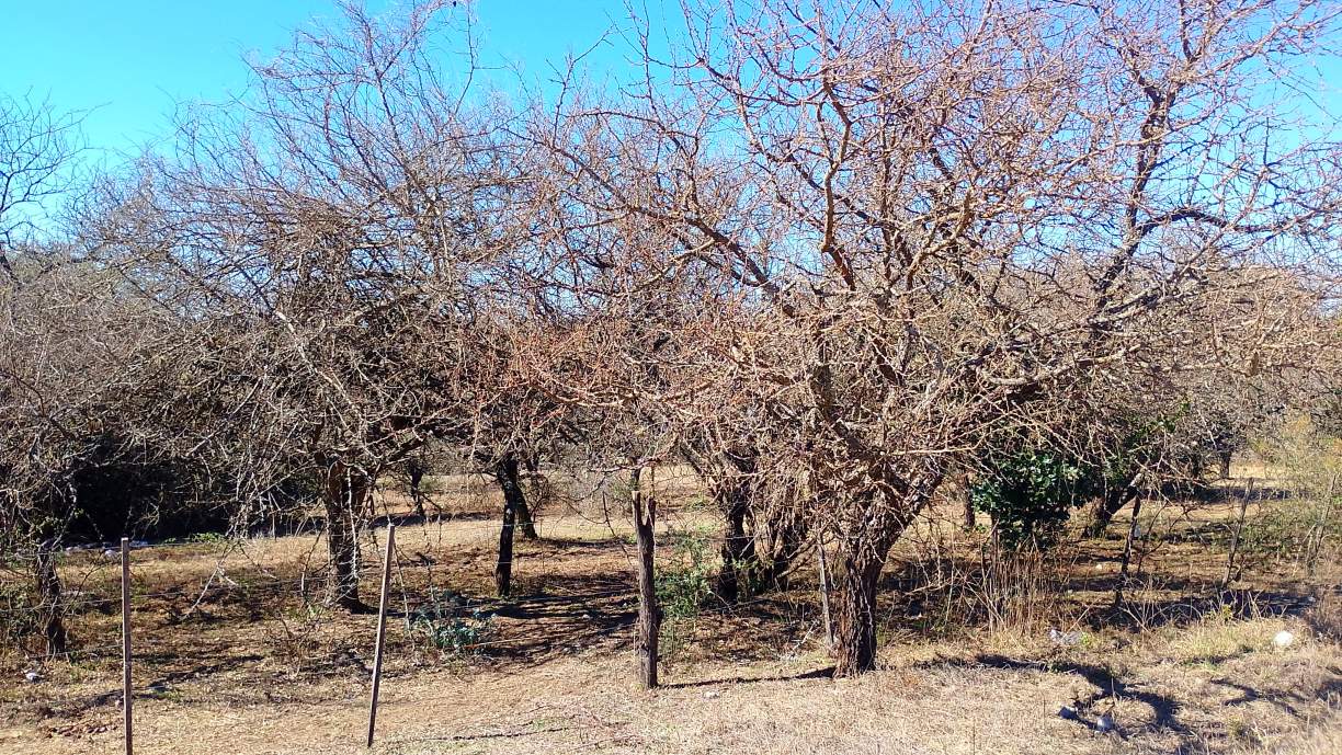 LOTE DE 750M2-STA.MÓNICA