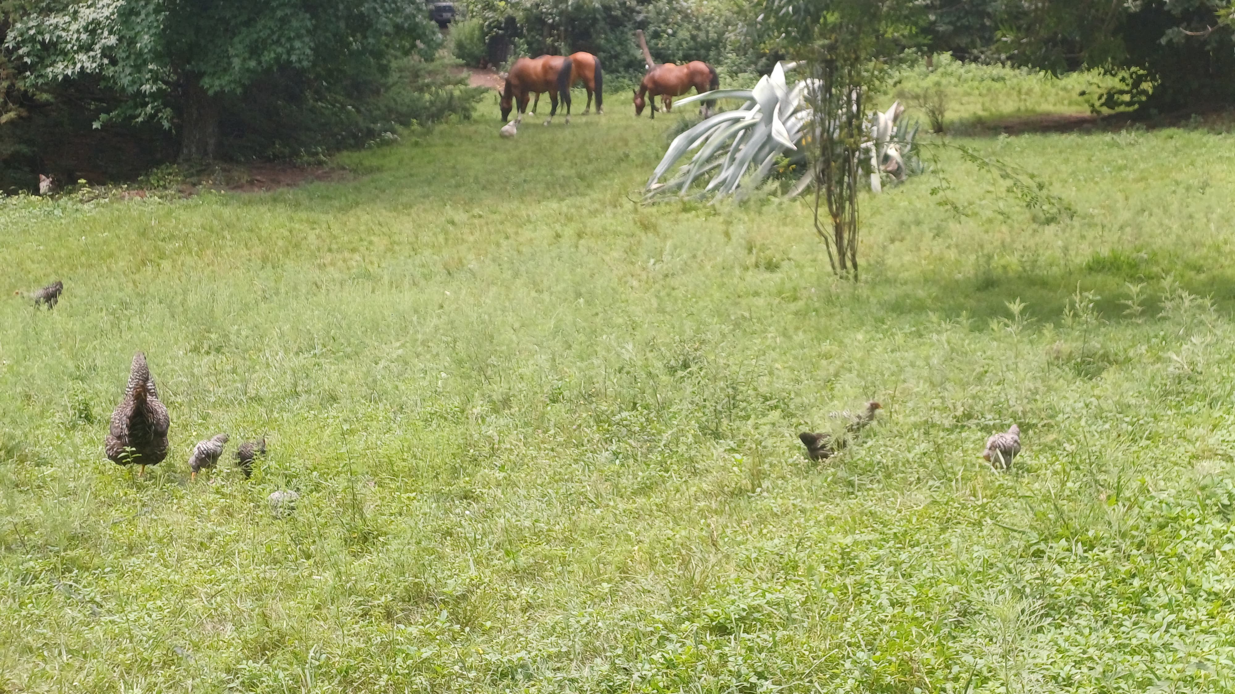 Fracciones en venta - Villa Yacanto de Calamuchita - Diferentes caracteristicas