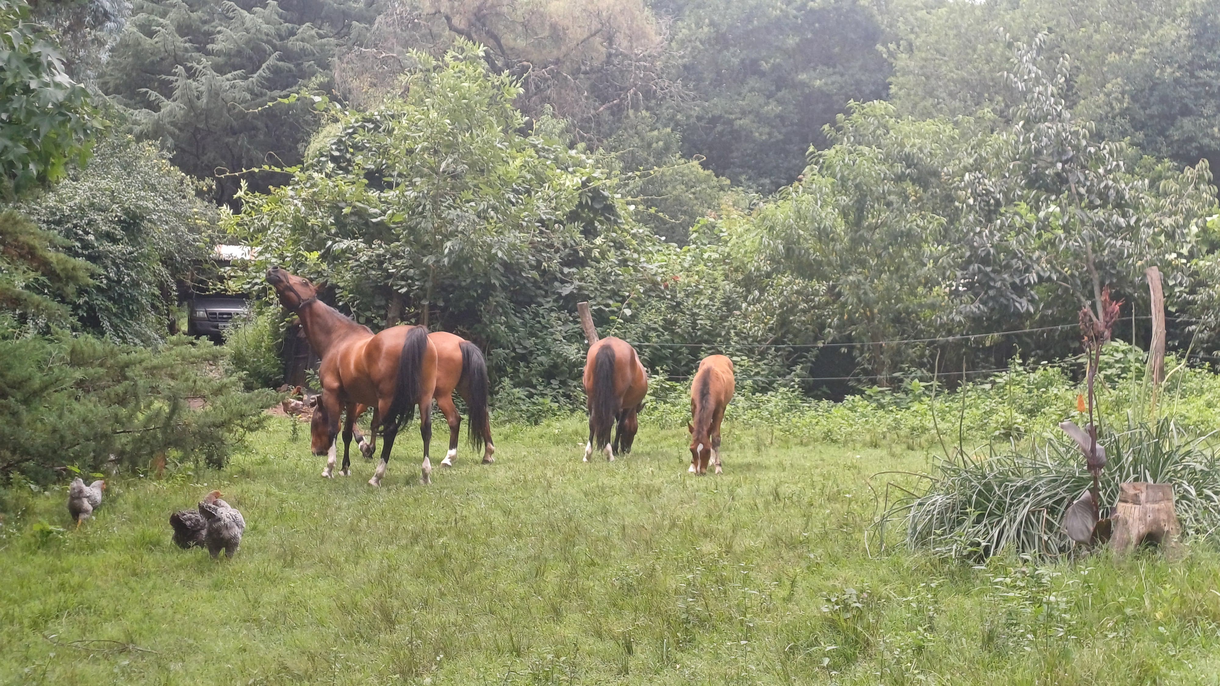 Fracciones en venta - Villa Yacanto de Calamuchita - Diferentes caracteristicas
