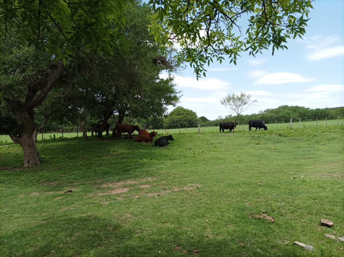 CAMPO CON ARROYO IDEAL PARA EXPLOTACION TURISTICA A 1KM DE VILLA TULUMBA !!!! RECIBO MENOR