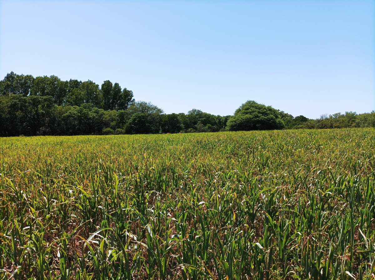 CAMPO CON ARROYO IDEAL PARA EXPLOTACION TURISTICA A 1KM DE VILLA TULUMBA !!!! RECIBO MENOR