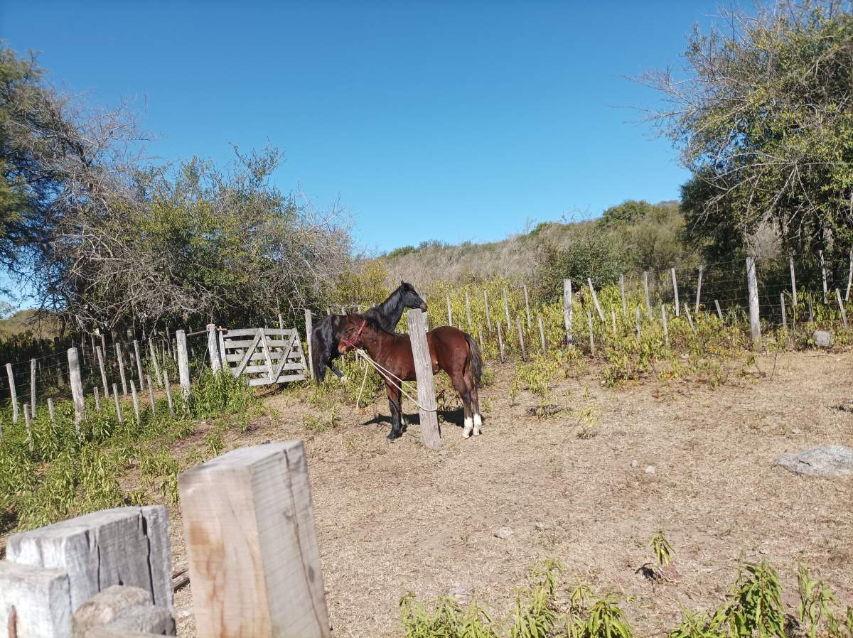 CAMPO CON ARROYO IDEAL PARA EXPLOTACION TURISTICA A 1KM DE VILLA TULUMBA !!!! RECIBO MENOR