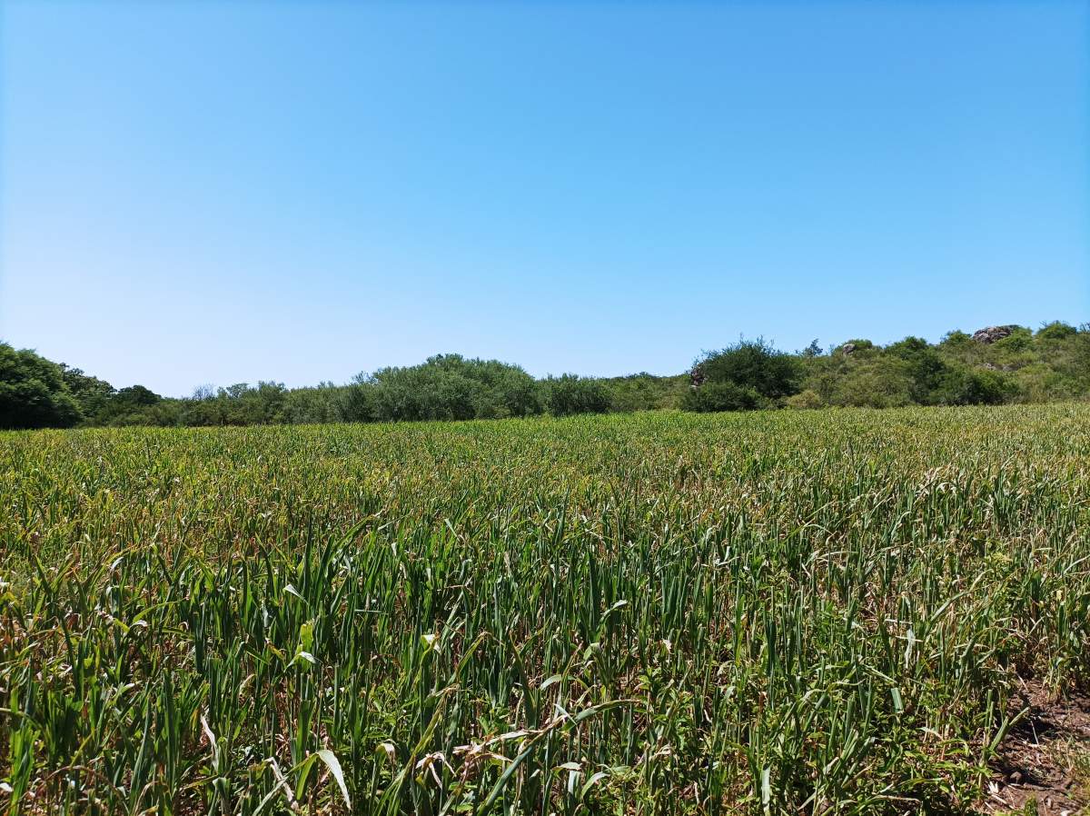 CAMPO CON ARROYO IDEAL PARA EXPLOTACION TURISTICA A 1KM DE VILLA TULUMBA !!!! RECIBO MENOR