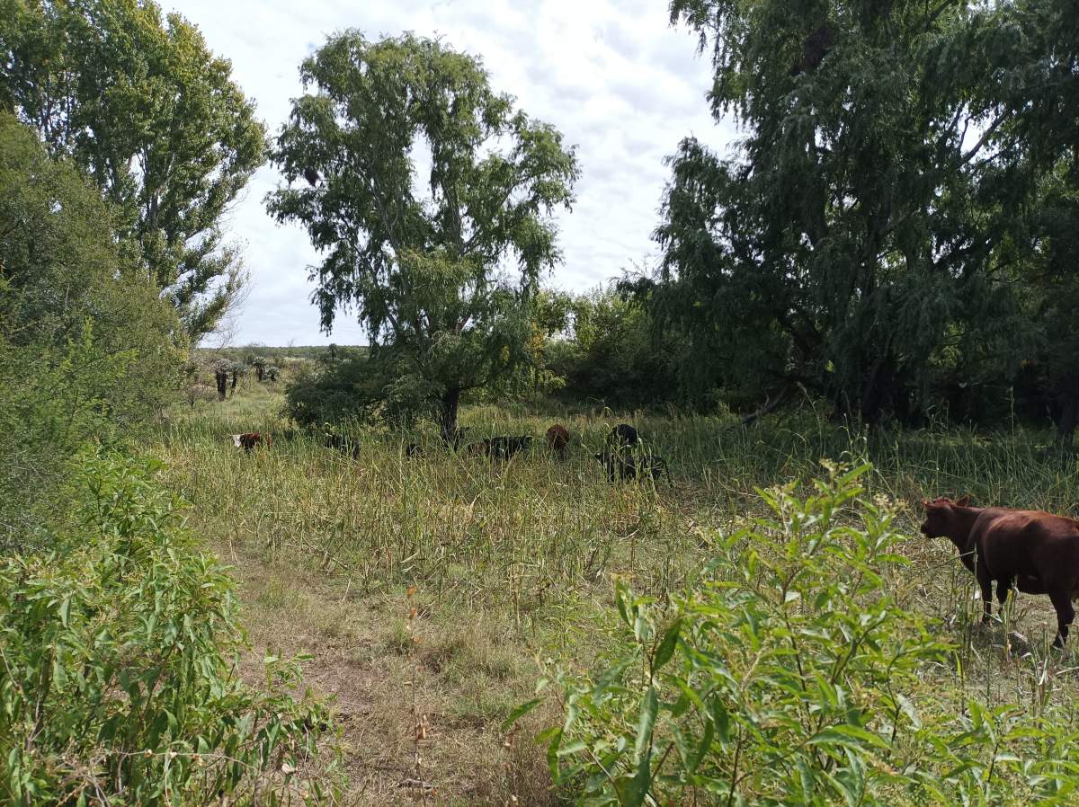 CAMPO CON ARROYO IDEAL PARA EXPLOTACION TURISTICA A 1KM DE VILLA TULUMBA !!!! RECIBO MENOR