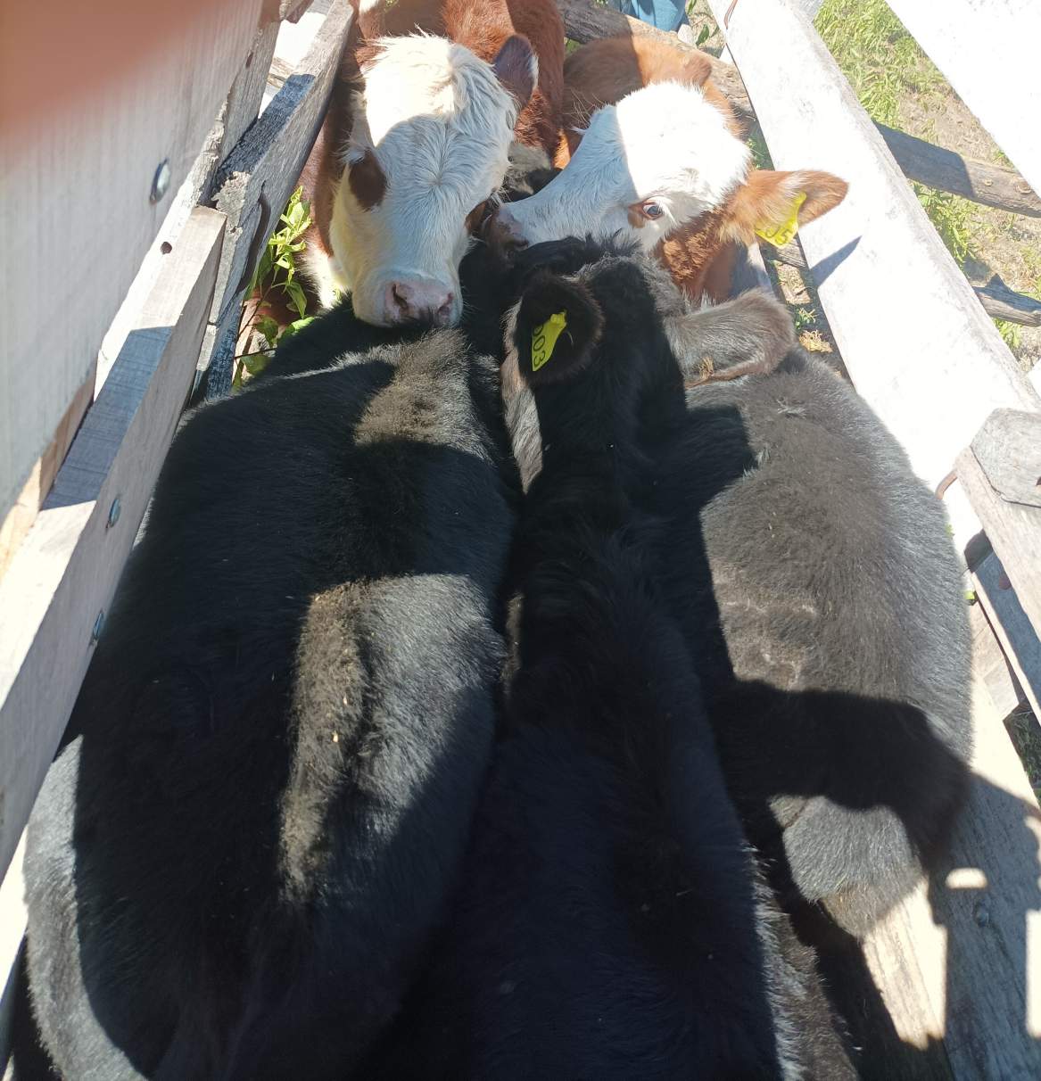 CAMPO CON ARROYO IDEAL PARA EXPLOTACION TURISTICA A 1KM DE VILLA TULUMBA !!!! RECIBO MENOR