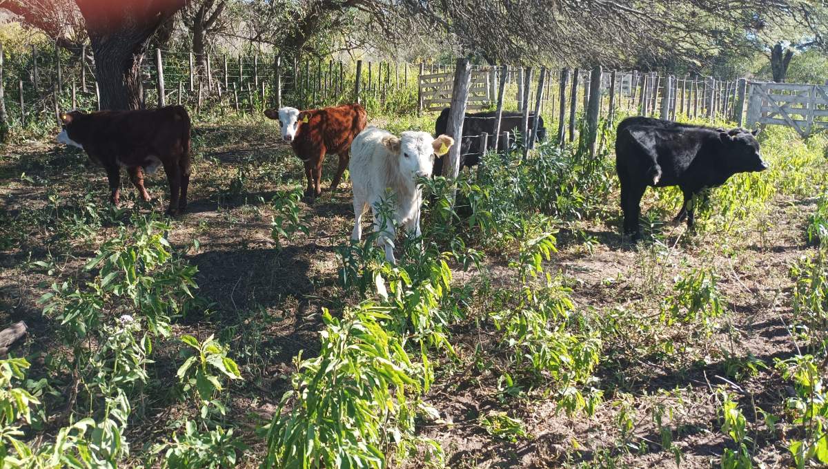 CAMPO CON ARROYO IDEAL PARA EXPLOTACION TURISTICA A 1KM DE VILLA TULUMBA !!!! RECIBO MENOR
