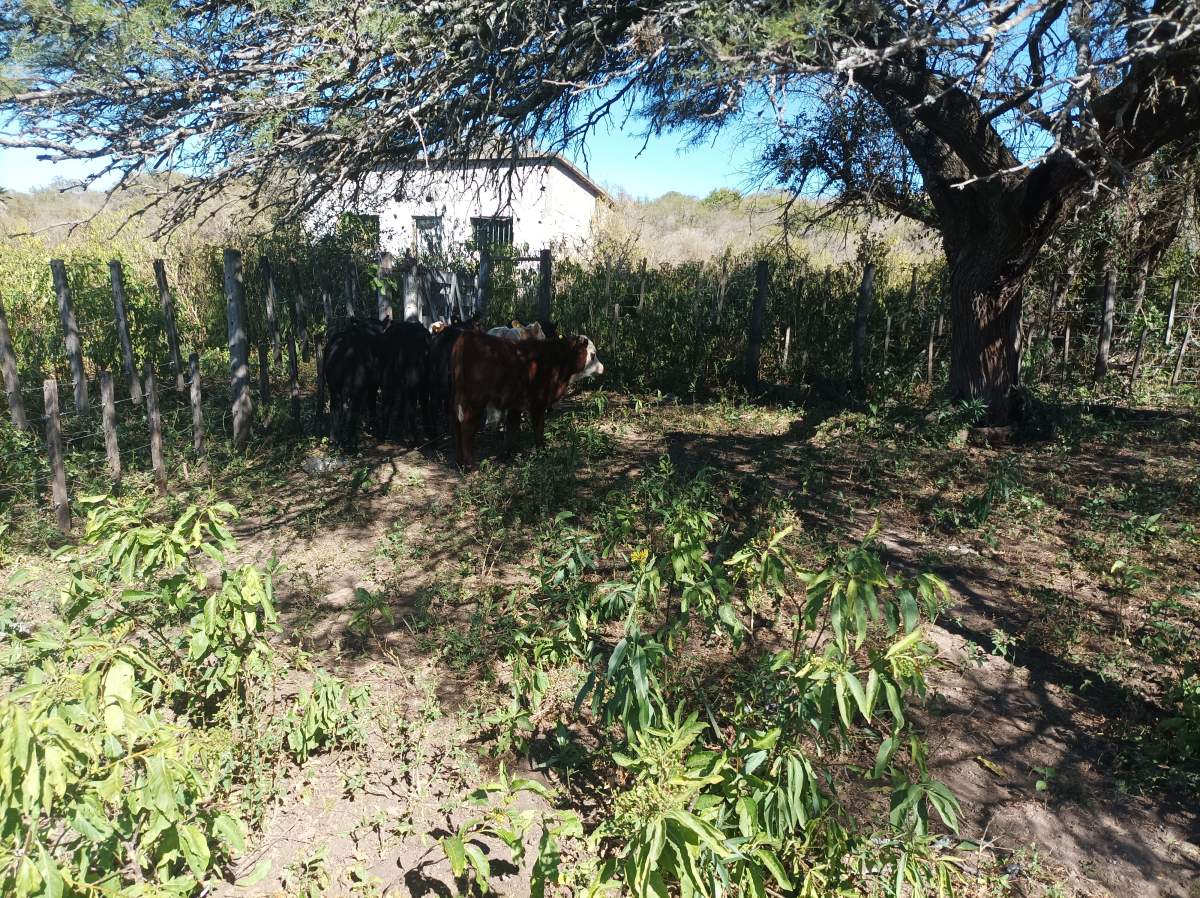 CAMPO CON ARROYO IDEAL PARA EXPLOTACION TURISTICA A 1KM DE VILLA TULUMBA !!!! RECIBO MENOR