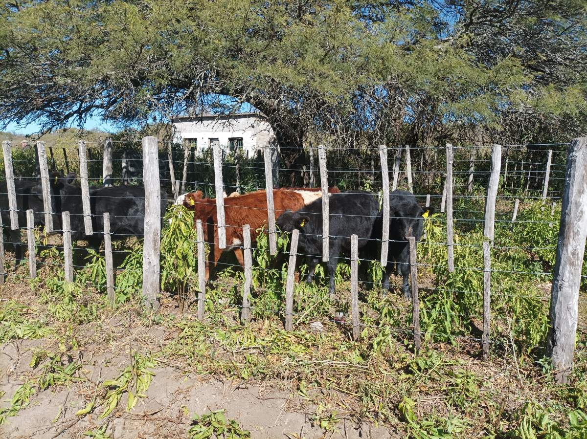 CAMPO CON ARROYO IDEAL PARA EXPLOTACION TURISTICA A 1KM DE VILLA TULUMBA !!!! RECIBO MENOR