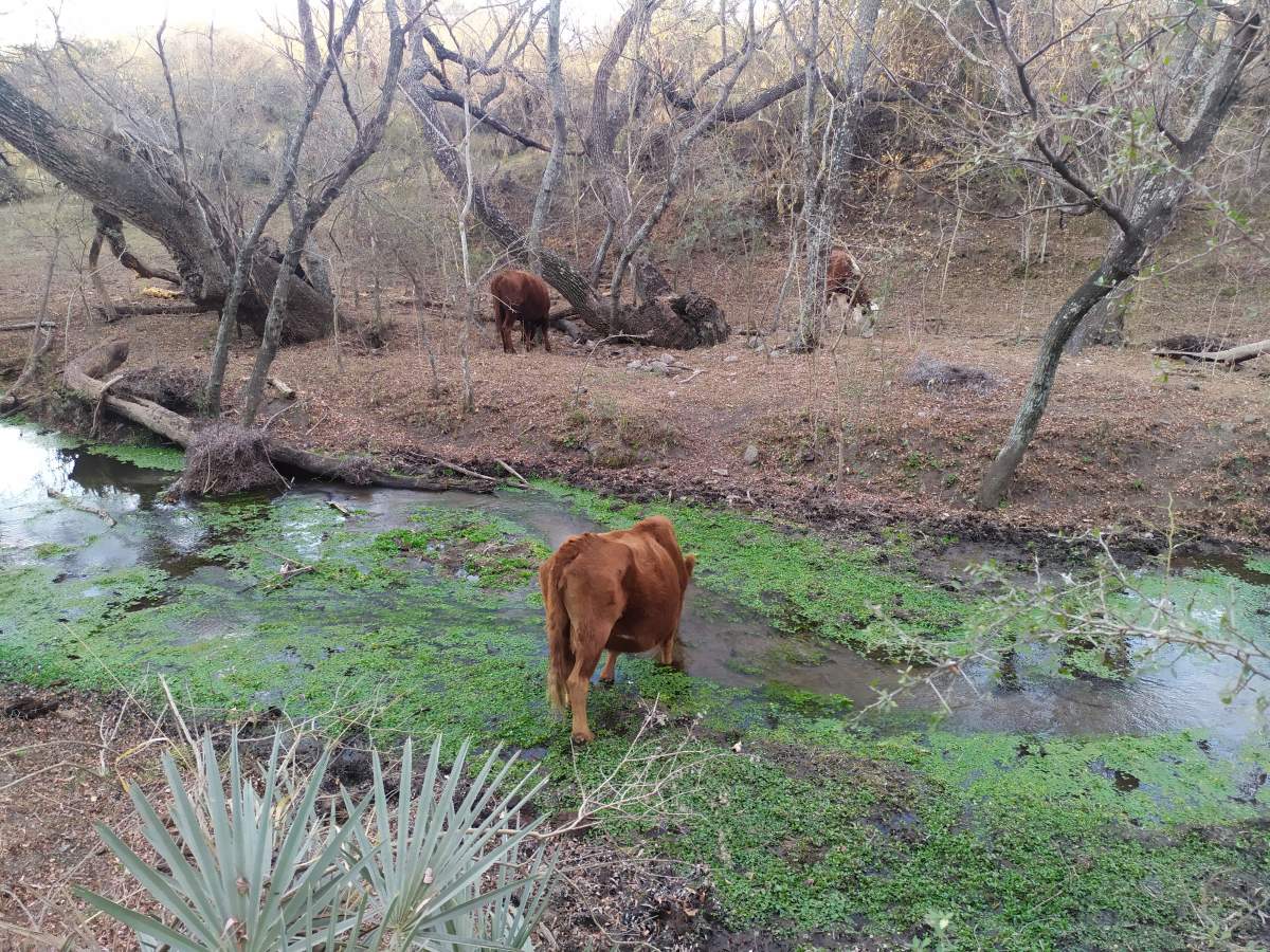 CAMPO CON ARROYO IDEAL PARA EXPLOTACION TURISTICA A 1KM DE VILLA TULUMBA !!!! RECIBO MENOR