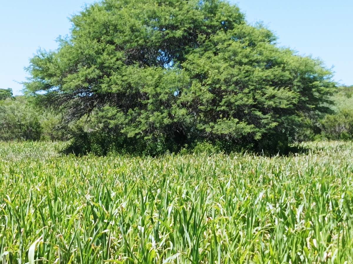 CAMPO CON ARROYO IDEAL PARA EXPLOTACION TURISTICA A 1KM DE VILLA TULUMBA !!!! RECIBO MENOR